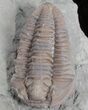 Double Flexicalymene Trilobite Plate from Ohio #61025-2